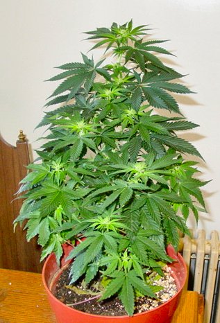 Marijuana/ cannabis leaves