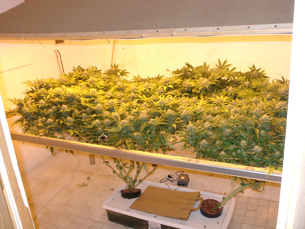 Grow_room_marijuana.jpg