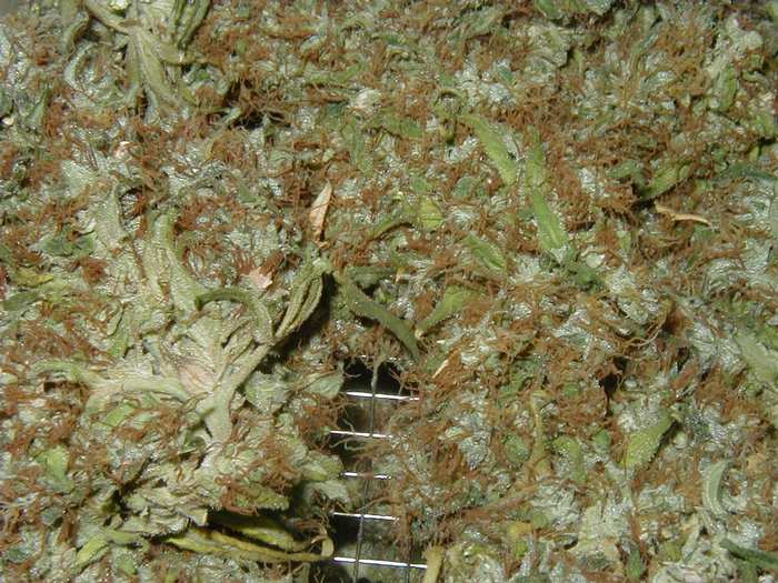 marijuana plant leaf picture, marijuana pics: drying marijuana buds flat
