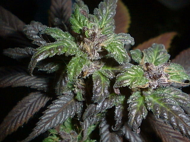  Picture of purple marijuana Bud